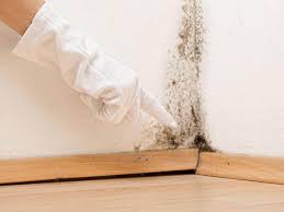 Best Asbestos and Lead Testing During Mold Inspection  in Seven Corners, VA